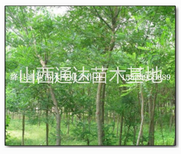 供應(yīng)白蠟小苗 3-8公分白蠟樹 白蠟基地 山西白蠟價格 白蠟苗批發(fā)
