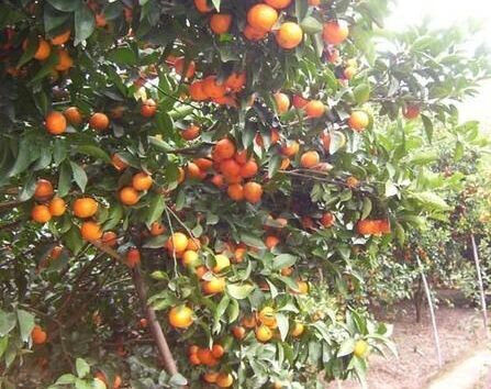 玉林砂糖桔苗種植基地   廣西砂糖桔苗  四會(huì)砂糖桔苗多少錢(qián)一棵