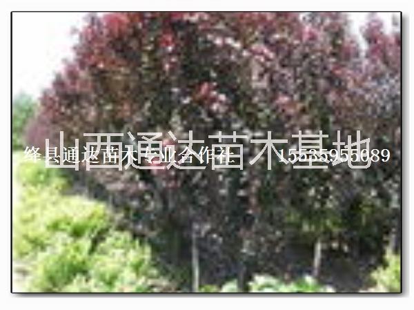 供應(yīng)紫葉矮櫻 紫葉矮櫻價(jià)格 山西紫葉矮櫻批發(fā) 紫葉矮櫻種植基地
