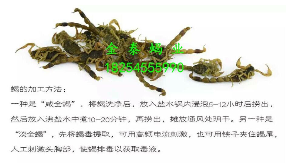 金泰蝎業(yè)供應(yīng)清水干*，聯(lián)系電話18254555990