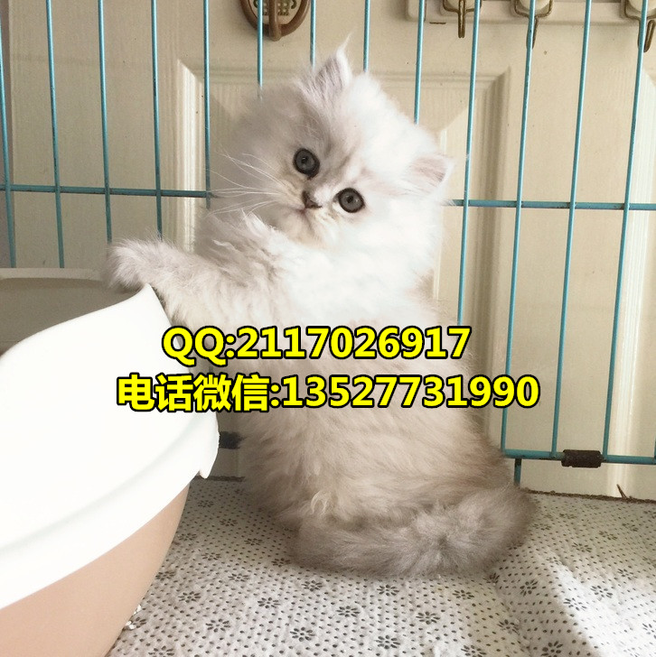 廣州哪里有賣金吉拉一只多少錢哪里有賣寵物貓