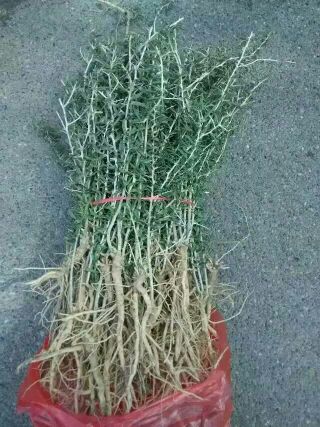 大量銷售黑枸杞苗