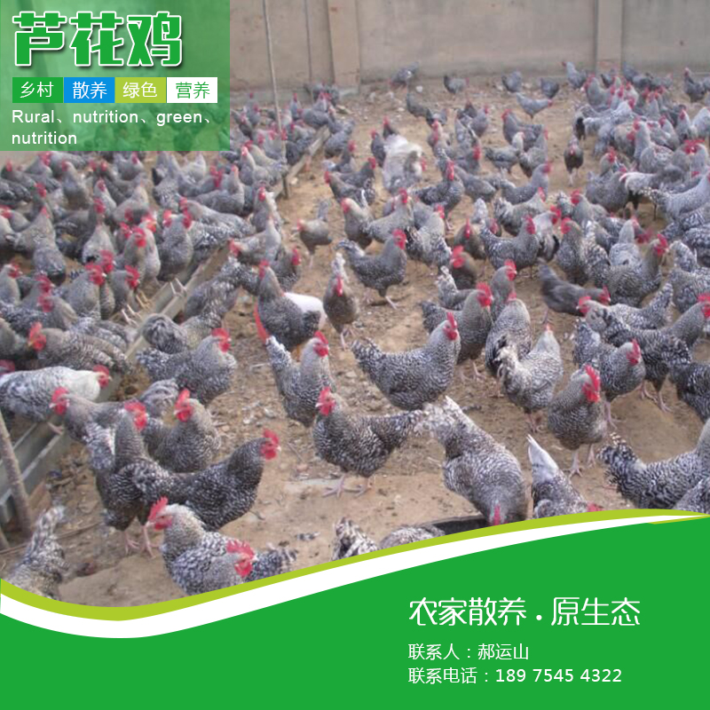 供應(yīng)蘆花雞苗廠家直銷成活率高量多從優(yōu)可以專車送貨