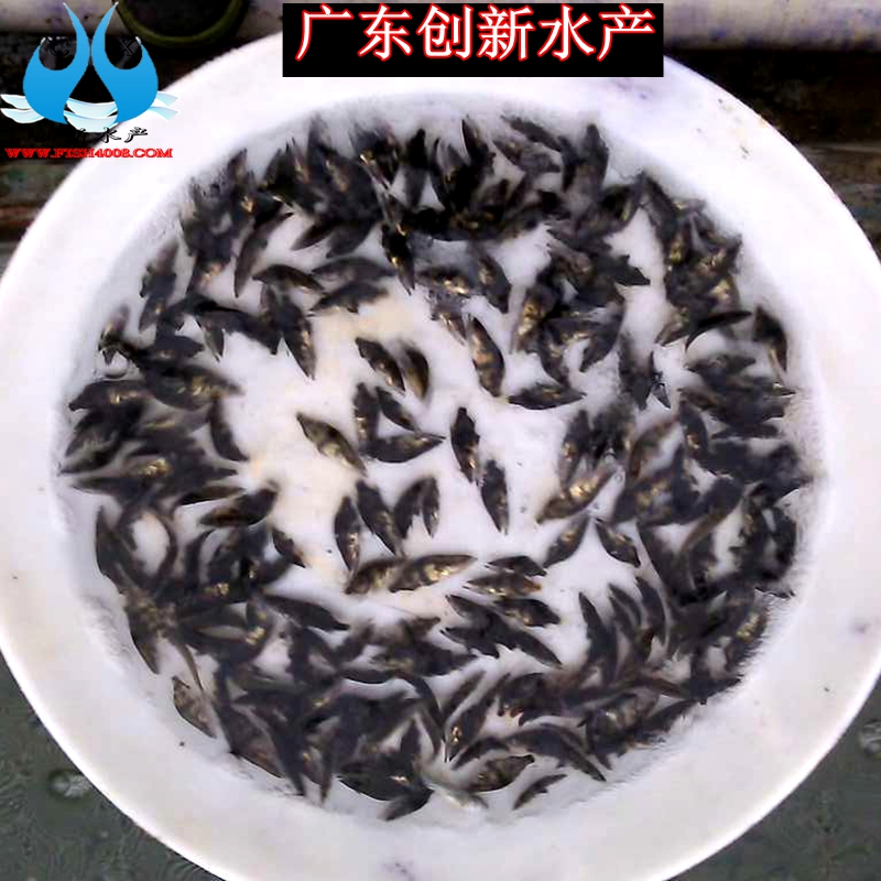 供應(yīng)用于養(yǎng)殖觀賞的廣東桂花魚苗批發(fā)【創(chuàng)新水產(chǎn)】