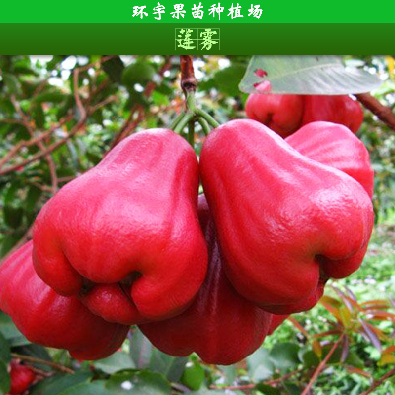 供應(yīng)蓮霧盆栽地栽 蓮霧果苗 果樹苗木 南方北方種植