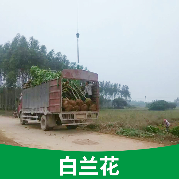 供應(yīng)基地*盆栽樹苗廣西白蘭花供應(yīng)白蘭花樹苗
