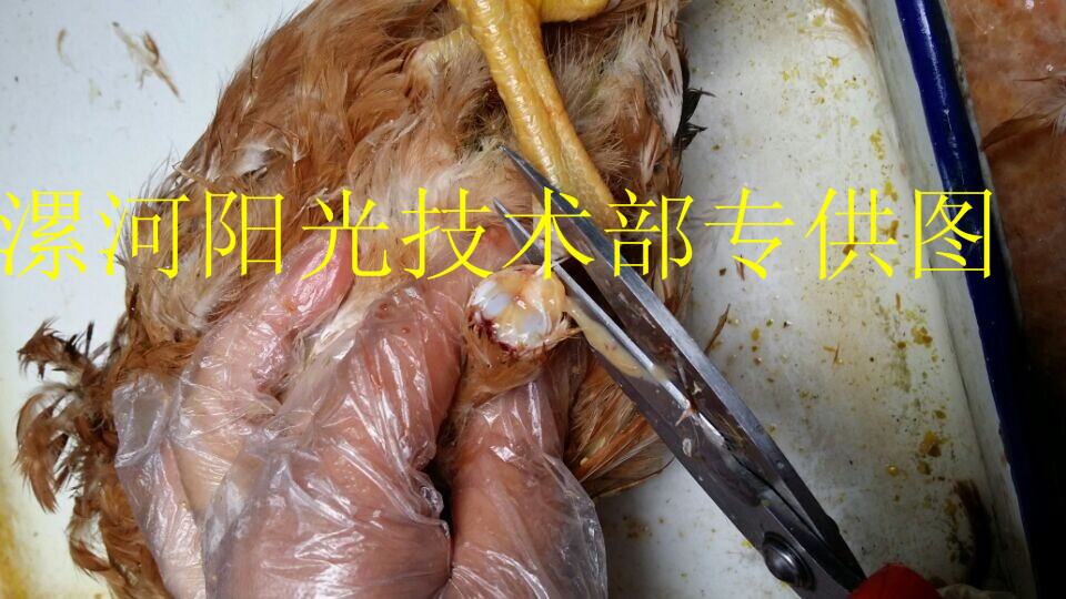 雞關(guān)節(jié)腫大？青年雞不發(fā)育？！！——”支囊凈“方案
