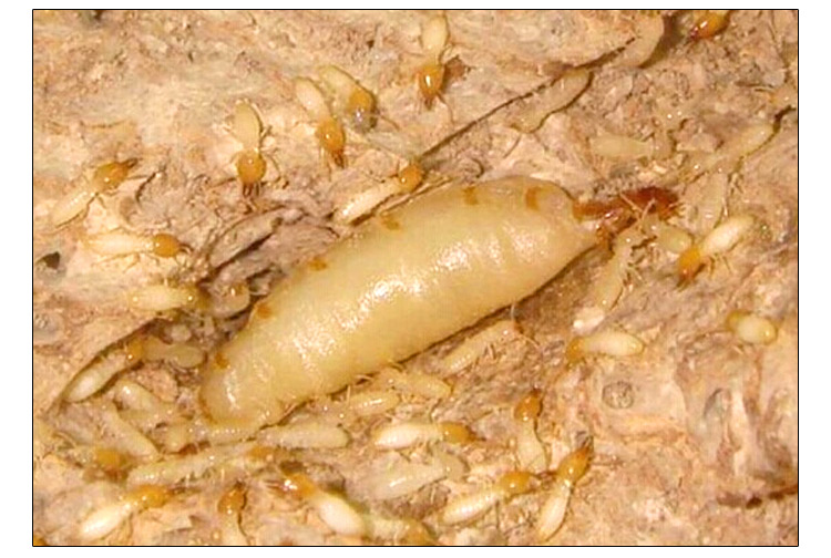 供應(yīng)獅山鎮(zhèn)滅白蟻，獅山鎮(zhèn)哪里有白蟻防治公司，獅山鎮(zhèn)哪里有滅白蟻企業(yè)