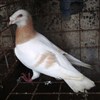 出售摩登那鴿子  摩登那鴿子價(jià)格  摩登那鴿子養(yǎng)育場(chǎng)