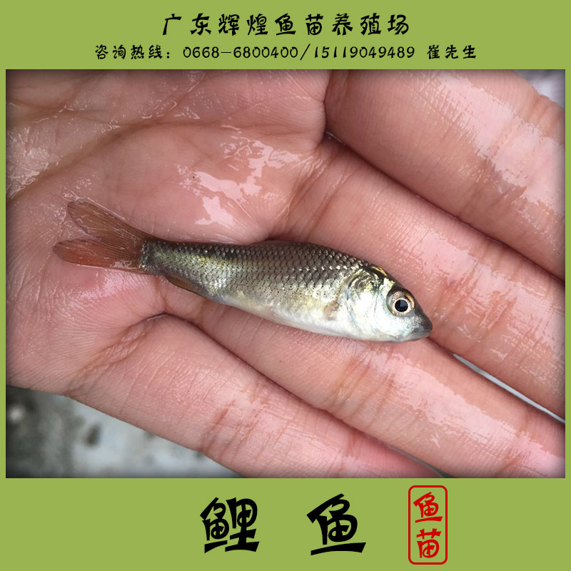 供應(yīng)鯉魚 廣東輝煌魚苗養(yǎng)殖場供應(yīng)商 鯉魚魚苗養(yǎng)殖基地 鯉魚價(jià)格