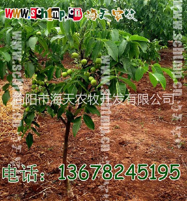 供應(yīng)薄皮核桃苗，批發(fā)核桃苗，核桃苗嫁接技術(shù)，核桃苗*惠，核桃苗種植基地