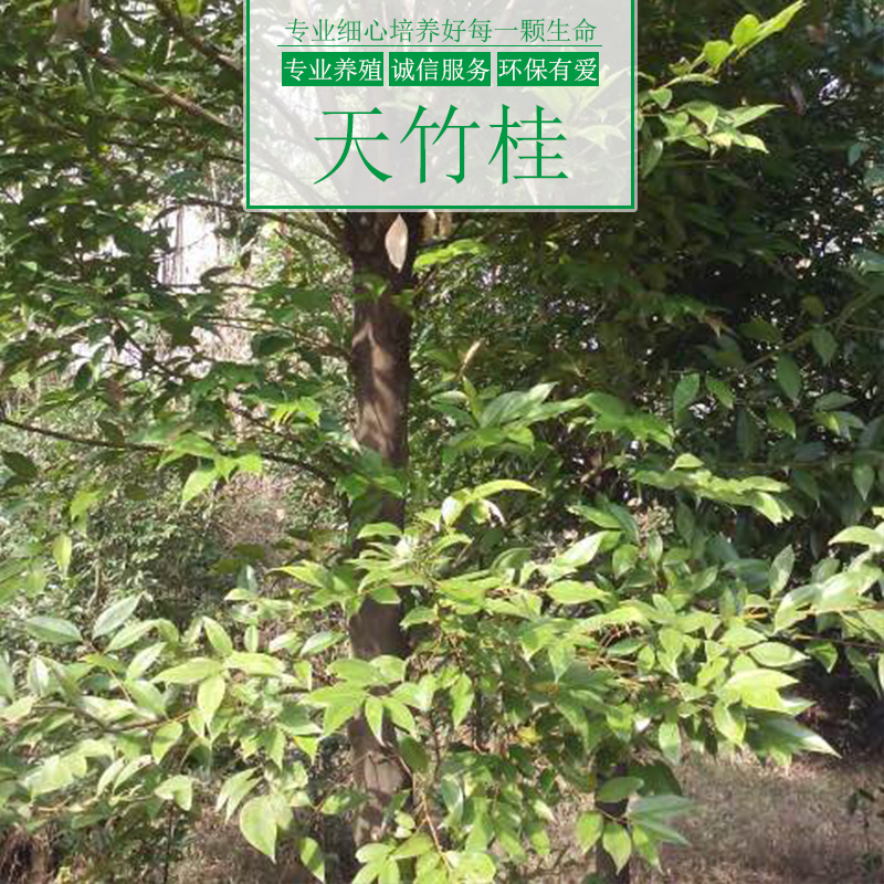 涌鑫綠化苗木基地供應(yīng)天竹桂樹、重慶天竹桂樹苗批發(fā)、園林綠化植被