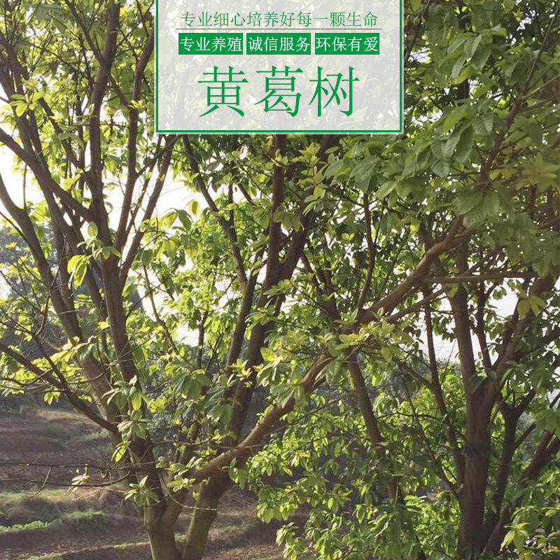 供應(yīng)黃葛樹苗、城市綠化行道樹種、重慶涌鑫綠化苗木基地黃葛樹苗批發(fā)