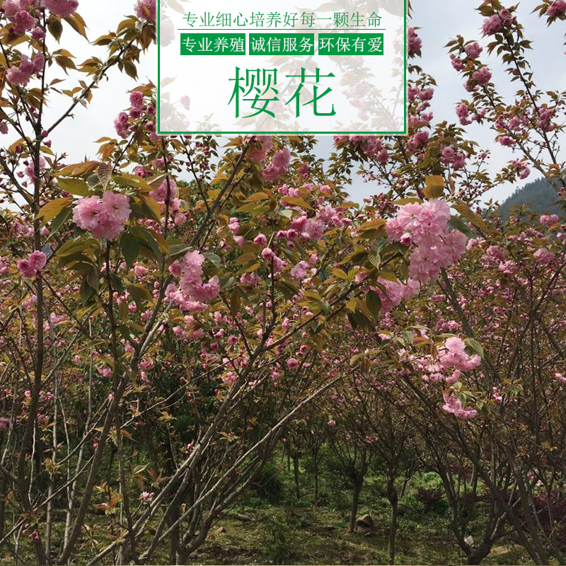 重慶涌鑫綠化苗木基地供應櫻花樹、景觀工程*樹木、園林景觀櫻花樹苗批發(fā)