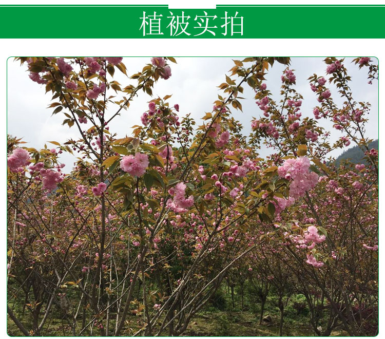 重慶涌鑫綠化苗木基地供應櫻花樹、景觀工程*樹木、園林景觀櫻花樹苗批發(fā)