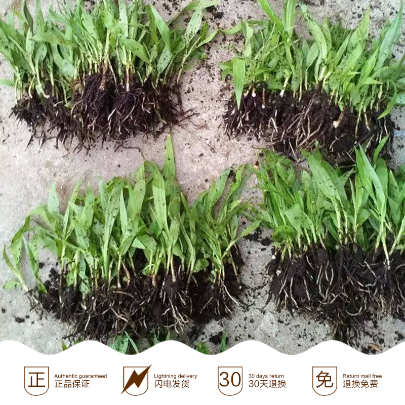 白芨苗價格|廣西白芨苗批發(fā)|廣西白芨苗大量供應(yīng)