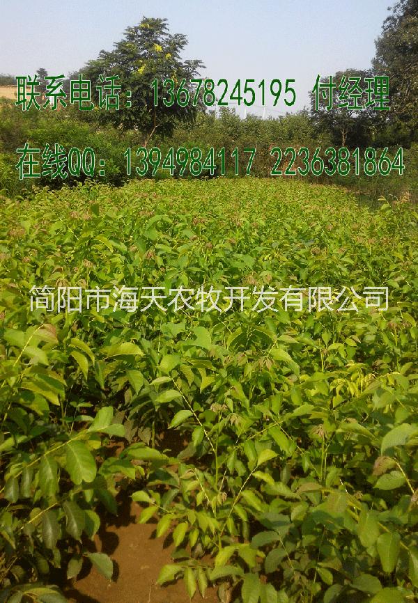 供應(yīng)核桃苗，大果核桃苗，核桃苗新品種，核桃種植基地