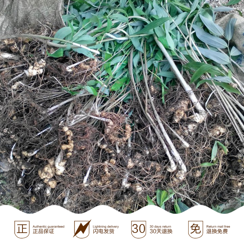 供應(yīng)云南黃精苗價(jià)格-云南黃精苗種植基地-云南黃精苗供應(yīng)商