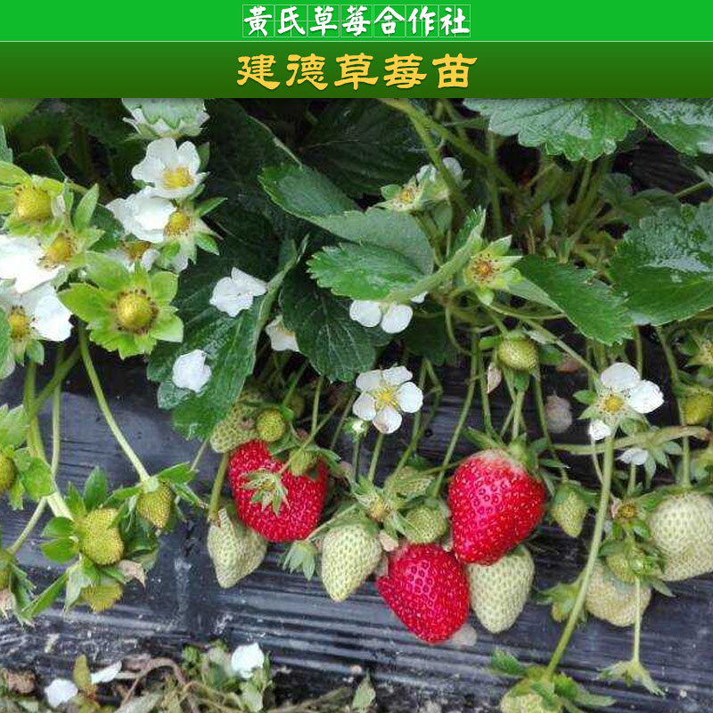 建德草莓苗批發(fā)，草莓苗批發(fā)，杭州草莓苗價(jià)格，供應(yīng)商，草莓苗種植方法