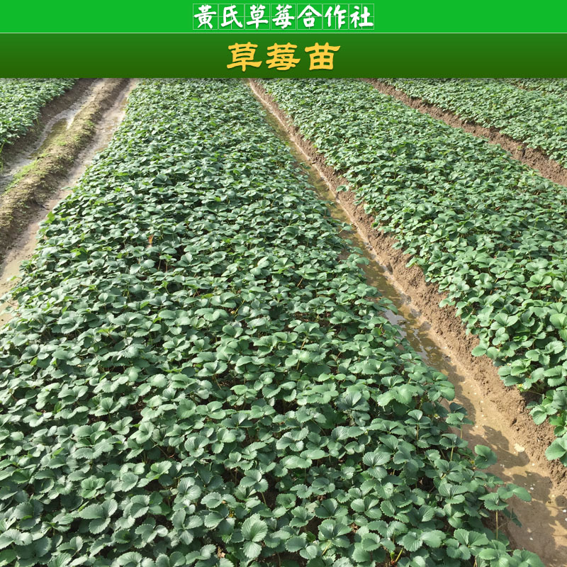 浙江草莓苗培育基地，銷售中心，草莓苗價(jià)格，供應(yīng)商