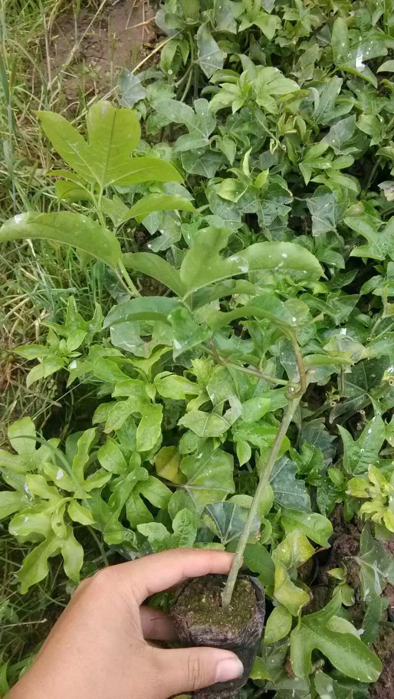 供應(yīng)廣西百香果苗報價、廣西百香果苗供應(yīng)、廣西百香果苗哪里有賣