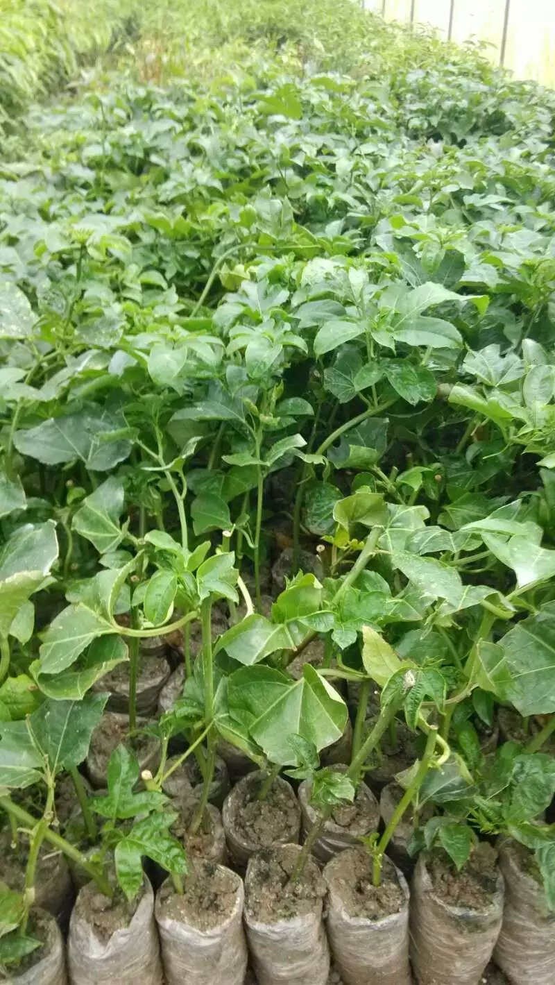 供應(yīng)北流哪里有百香果苗批發(fā)，北流百香果苗價格，北流百香果苗供應(yīng)商