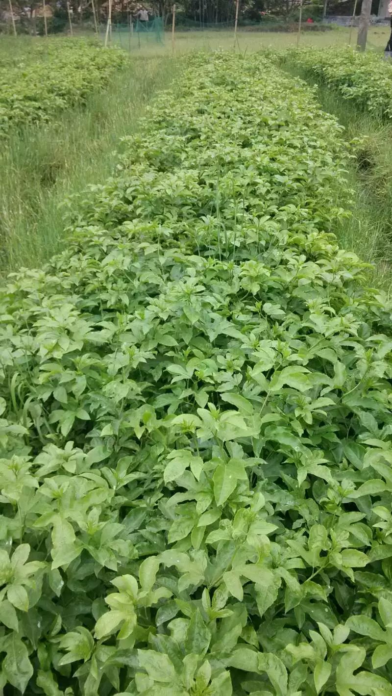 供應(yīng)廣西百香果苗報價、廣西百香果苗供應(yīng)、廣西百香果苗哪里有賣