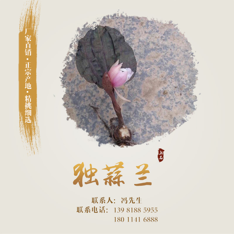 供應(yīng)獨(dú)蒜蘭 獨(dú)蒜蘭種子、種苗 獨(dú)蒜蘭作用 獨(dú)蒜蘭種子、種苗種植基地