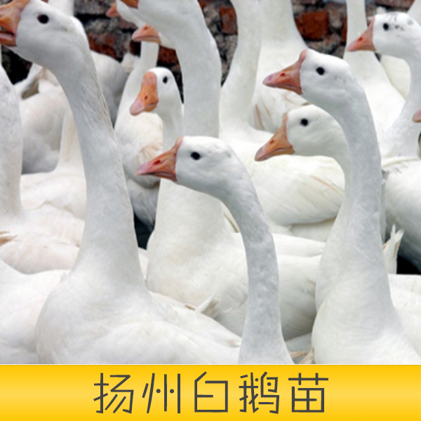 供應(yīng)山東省安丘市培江孵化廠白鵝苗優(yōu)質(zhì)孵化場(chǎng)揚(yáng)州白鵝苗