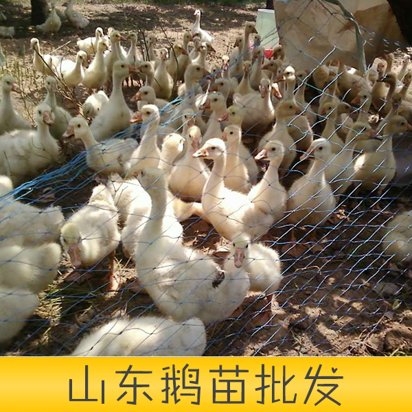 供應山東省安丘市培江孵化廠優(yōu)質鵝苗優(yōu)質山東鵝苗批發(fā)