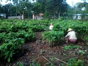 黃花梨供應商 黃花梨樹苗商家 廣西黃花梨樹苗批發(fā)商