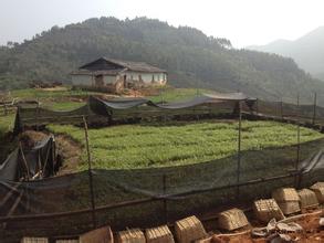 廣西30公分沉香苗種植基地批發(fā)價(jià)格、沉香苗多少錢