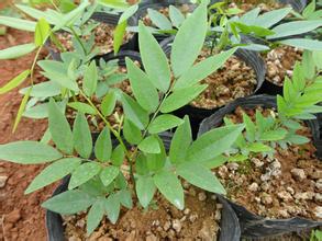 供應(yīng)貴港優(yōu)質(zhì)黃花梨種子