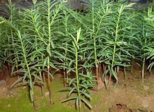 供應(yīng)種植東北紅豆杉