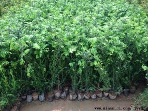 供應(yīng)東北紅豆杉報價