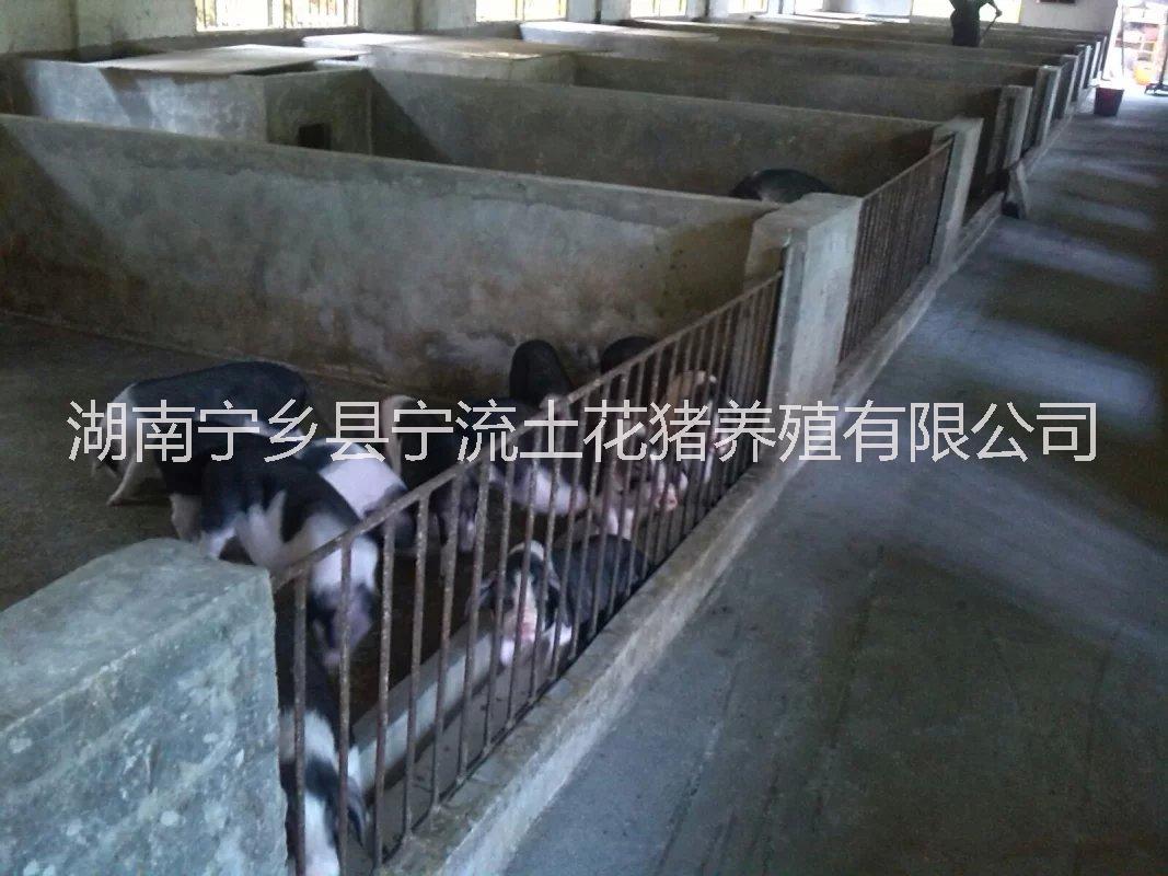 供應(yīng)湖南寧鄉(xiāng)花豬標(biāo)準(zhǔn)化基地建設(shè)，寧鄉(xiāng)花豬養(yǎng)殖基地，寧鄉(xiāng)花豬標(biāo)準(zhǔn)化養(yǎng)殖，寧鄉(xiāng)花豬基地建設(shè)