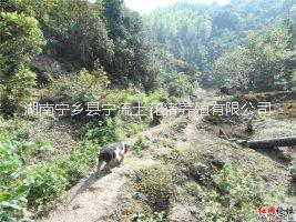 有機養(yǎng)殖寧鄉(xiāng)豬,綠色養(yǎng)殖寧鄉(xiāng)花豬，熟食喂養(yǎng)的寧鄉(xiāng)土花豬，傳統(tǒng)方法養(yǎng)殖的寧鄉(xiāng)土豬，寧鄉(xiāng)流沙河無公害養(yǎng)殖