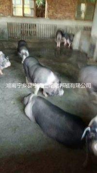 湖南寧鄉(xiāng)流沙河土花豬種豬養(yǎng)殖場    寧鄉(xiāng)流沙河土花豬養(yǎng)殖場   湖南寧鄉(xiāng)豬養(yǎng)殖    寧鄉(xiāng)豬種豬