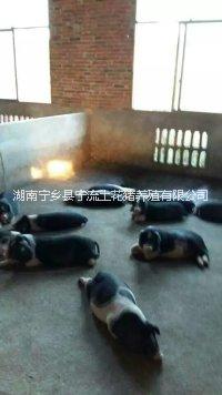 寧鄉(xiāng)土花豬原種豬苗-寧鄉(xiāng)花豬廠家-寧鄉(xiāng)花豬原種豬苗供應(yīng)-寧鄉(xiāng)土花豬生產(chǎn)廠家-寧鄉(xiāng)豬原種豬苗供應(yīng)廠家
