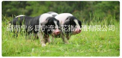供應用于養(yǎng)殖的湖南寧鄉(xiāng)花豬原生態(tài)養(yǎng)殖文化園該養(yǎng)殖園專業(yè)養(yǎng)殖，銷售寧鄉(xiāng)花豬，產品有寧鄉(xiāng)花豬種豬，仔豬，商品豬，熟食喂養(yǎng)
