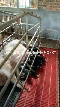 生態(tài)養(yǎng)殖寧鄉(xiāng)花豬綠色養(yǎng)殖寧鄉(xiāng)豬-生態(tài)養(yǎng)殖寧鄉(xiāng)花豬-綠色養(yǎng)殖寧鄉(xiāng)豬-綠色養(yǎng)殖生態(tài)豬