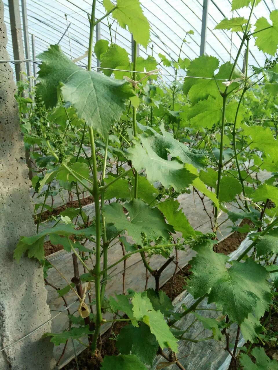 供應(yīng)大棚葡萄重要管理技術(shù)介紹，大棚葡萄重要管理專業(yè)技術(shù)，大棚葡萄重要管理新技術(shù)