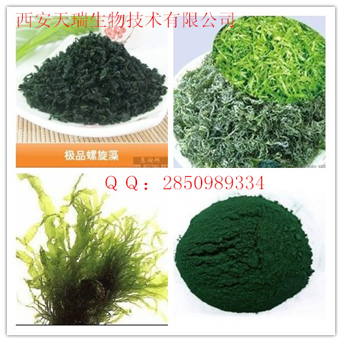 螺旋藻粉廠家現(xiàn)貨　天瑞生物螺旋藻粉　陜西西安螺旋藻提取物