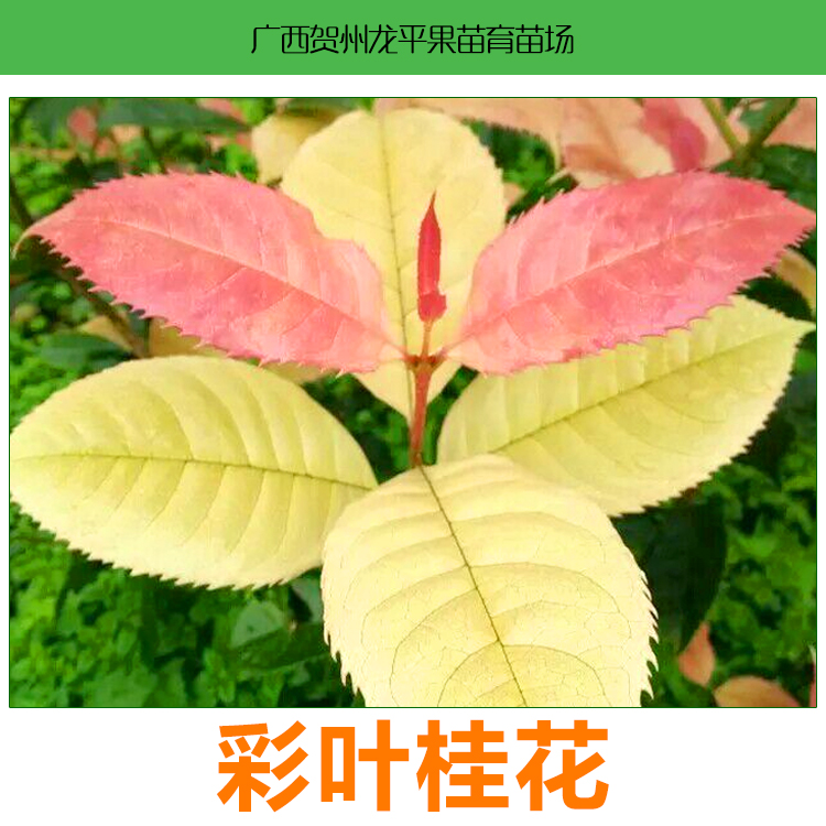 彩葉桂花苗，扦插彩葉桂花小苗，廣東彩葉桂花小苗價格