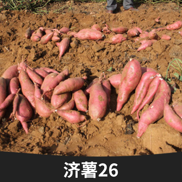 夏津濟(jì)薯26批發(fā)價格，夏津濟(jì)薯26批發(fā)商，夏津濟(jì)薯26批發(fā)電話