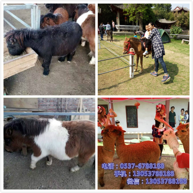 供應(yīng)養(yǎng)殖*好養(yǎng)嗎