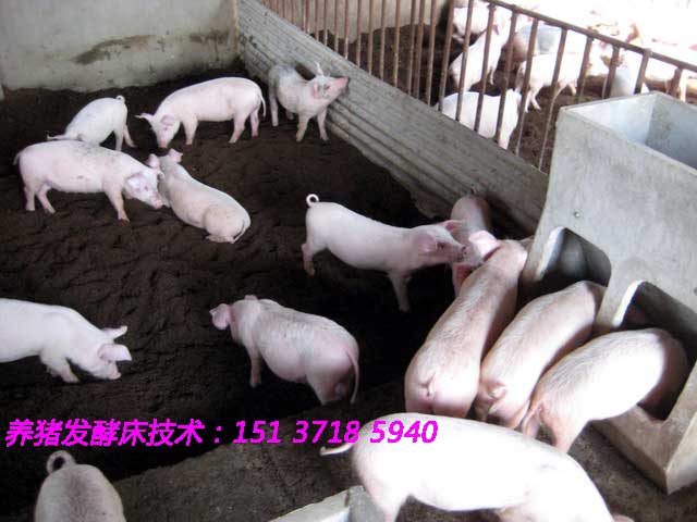 供應(yīng)用于喂牛養(yǎng)羊的秸稈谷草發(fā)酵生物飼料喂牛養(yǎng)羊菌種