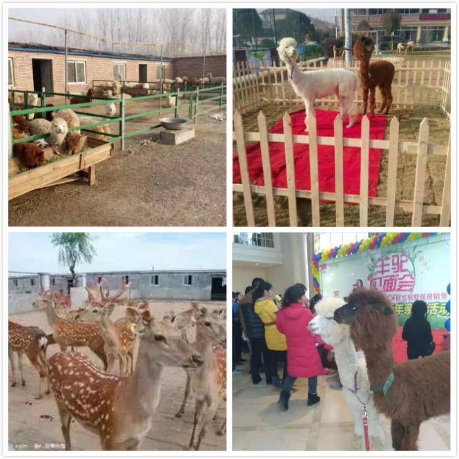 供應(yīng)梅花鹿正規(guī)養(yǎng)殖場