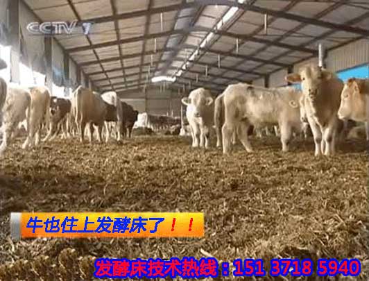 供應用于除臭的怎么樣發(fā)酵牛糞喂雞
