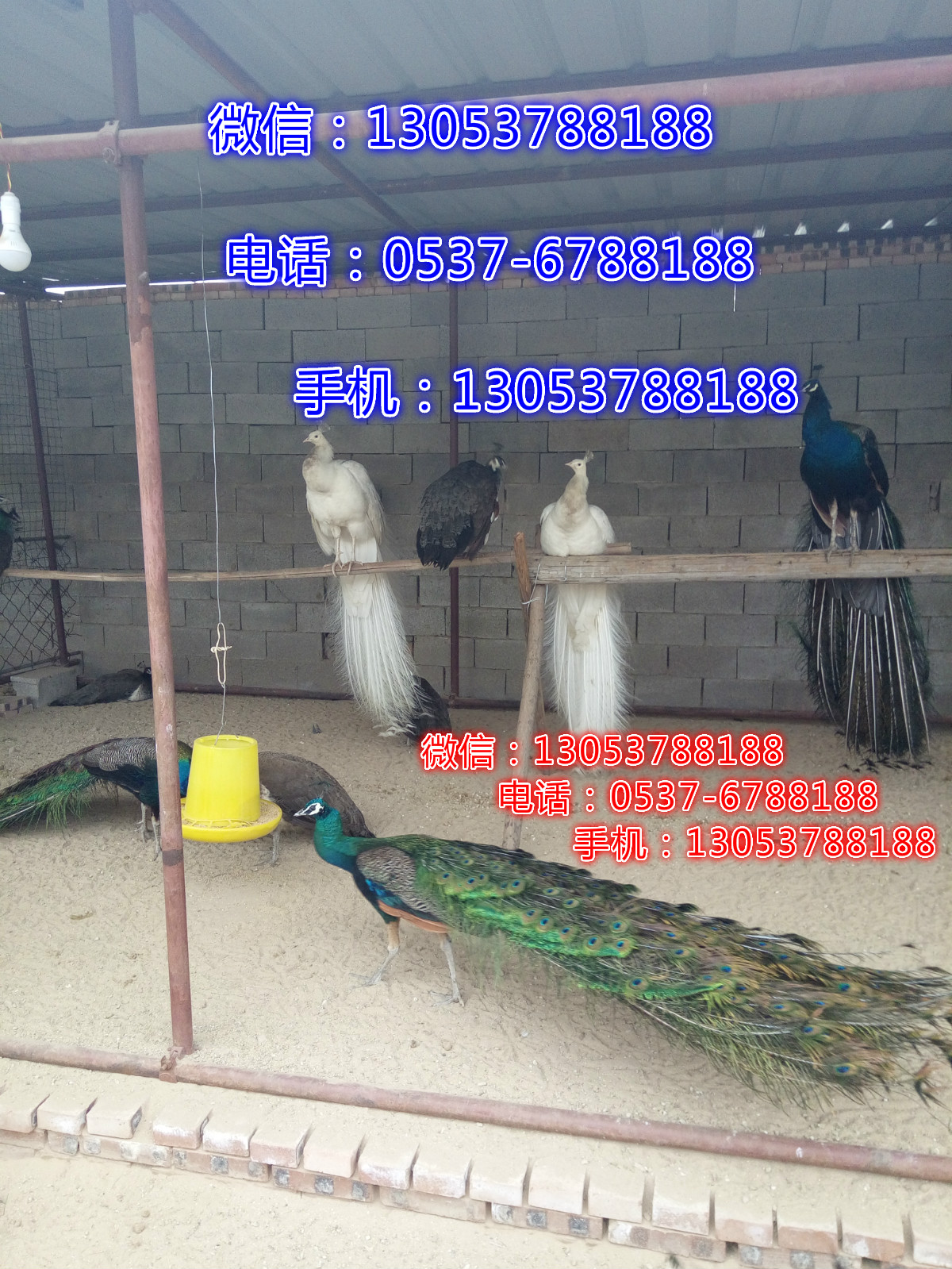 供應(yīng)*養(yǎng)殖需要什么條件